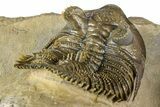 Spiny, Tower Eyed Erbenochile Trilobite - Morocco #363020-4
